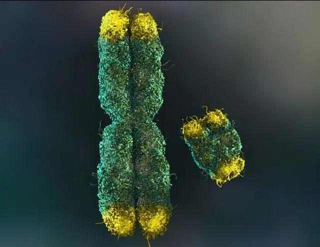 健康|通过高压氧舱,以色列科学家首次将人体衰老过程逆转